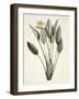 Bird of Paradise; Strelitzia Reginae-Pierre-Joseph Redouté-Framed Premium Giclee Print