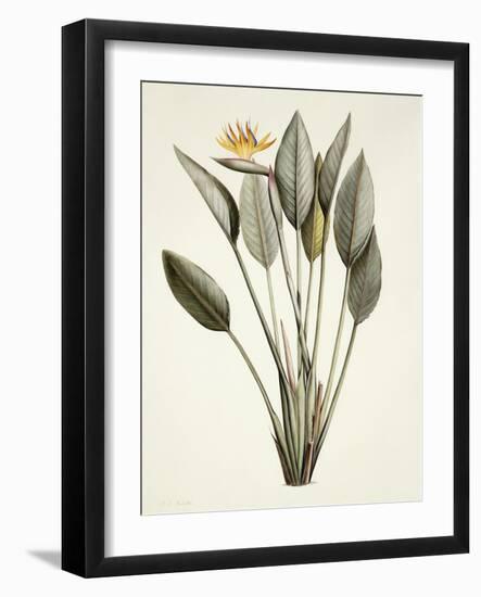 Bird of Paradise; Strelitzia Reginae-Pierre-Joseph Redouté-Framed Premium Giclee Print