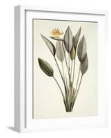 Bird of Paradise; Strelitzia Reginae-Pierre-Joseph Redouté-Framed Premium Giclee Print