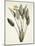 Bird of Paradise; Strelitzia Reginae-Pierre-Joseph Redouté-Mounted Premium Giclee Print