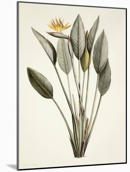 Bird of Paradise; Strelitzia Reginae-Pierre-Joseph Redouté-Mounted Premium Giclee Print