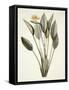 Bird of Paradise; Strelitzia Reginae-Pierre-Joseph Redouté-Framed Stretched Canvas
