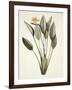 Bird of Paradise; Strelitzia Reginae-Pierre-Joseph Redouté-Framed Giclee Print