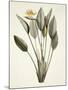 Bird of Paradise; Strelitzia Reginae-Pierre-Joseph Redouté-Mounted Giclee Print