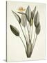 Bird of Paradise; Strelitzia Reginae-Pierre-Joseph Redouté-Stretched Canvas