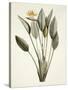 Bird of Paradise; Strelitzia Reginae-Pierre-Joseph Redouté-Stretched Canvas