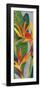 Bird of Paradise Triptych II-Tim OToole-Framed Art Print