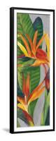 Bird of Paradise Triptych II-Tim OToole-Framed Art Print