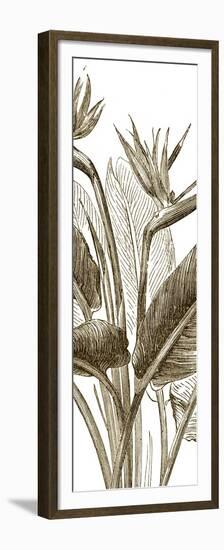 Bird of Paradise Triptych II-Vision Studio-Framed Premium Giclee Print