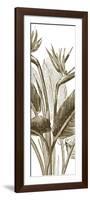 Bird of Paradise Triptych II-Vision Studio-Framed Art Print