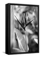 Bird Of Paradise Tropical Flower Black White Photo Poster Print-null-Framed Stretched Canvas