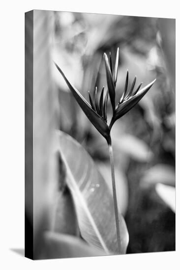 Bird Of Paradise Tropical Flower Black White Photo Poster Print-null-Stretched Canvas