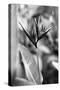 Bird Of Paradise Tropical Flower Black White Photo Poster Print-null-Stretched Canvas