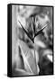 Bird Of Paradise Tropical Flower Black White Photo Poster Print-null-Framed Stretched Canvas