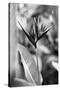 Bird Of Paradise Tropical Flower Black White Photo Poster Print-null-Stretched Canvas