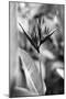 Bird Of Paradise Tropical Flower Black White Photo Poster Print-null-Mounted Poster