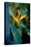 Bird Of Paradise Tropical Flower Photo Poster Print-null-Stretched Canvas