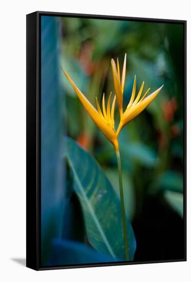 Bird Of Paradise Tropical Flower Photo Poster Print-null-Framed Stretched Canvas