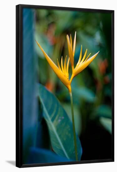 Bird Of Paradise Tropical Flower Photo Poster Print-null-Framed Poster