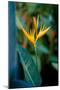 Bird Of Paradise Tropical Flower Photo Poster Print-null-Mounted Poster