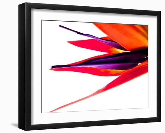 Bird of Paradise V-Monika Burkhart-Framed Photographic Print