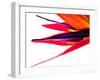 Bird of Paradise V-Monika Burkhart-Framed Photographic Print