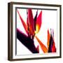 Bird of Paradise VI-Monika Burkhart-Framed Photographic Print