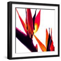 Bird of Paradise VI-Monika Burkhart-Framed Photographic Print