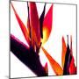 Bird of Paradise VI-Monika Burkhart-Mounted Photographic Print