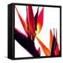 Bird of Paradise VI-Monika Burkhart-Framed Stretched Canvas