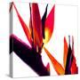 Bird of Paradise VI-Monika Burkhart-Stretched Canvas