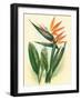 Bird of Paradise, Vintage Hawaiian Airbrush Art, 1940s-Ted Mundorff-Framed Art Print