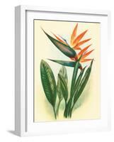 Bird of Paradise, Vintage Hawaiian Airbrush Art, 1940s-Ted Mundorff-Framed Art Print