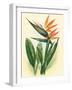 Bird of Paradise, Vintage Hawaiian Airbrush Art, 1940s-Ted Mundorff-Framed Art Print