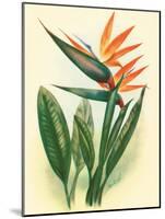 Bird of Paradise, Vintage Hawaiian Airbrush Art, 1940s-Ted Mundorff-Mounted Art Print