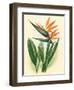 Bird of Paradise, Vintage Hawaiian Airbrush Art, 1940s-Ted Mundorff-Framed Art Print