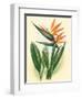 Bird of Paradise, Vintage Hawaiian Airbrush Art, 1940s-Ted Mundorff-Framed Art Print