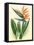 Bird of Paradise, Vintage Hawaiian Airbrush Art, 1940s-Ted Mundorff-Framed Stretched Canvas