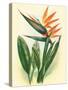 Bird of Paradise, Vintage Hawaiian Airbrush Art, 1940s-Ted Mundorff-Stretched Canvas