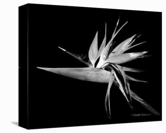 Bird of Paradise-Harold Silverman-Stretched Canvas