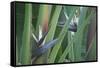 Bird of Paradise-Anna Miller-Framed Stretched Canvas