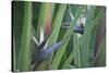 Bird of Paradise-Anna Miller-Stretched Canvas