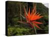 Bird of Paradise-J.D. Mcfarlan-Stretched Canvas