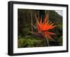 Bird of Paradise-J.D. Mcfarlan-Framed Photographic Print