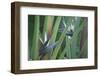 Bird of Paradise-Anna Miller-Framed Photographic Print