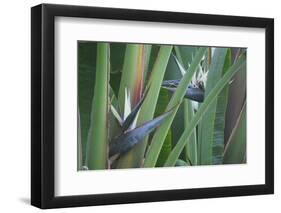 Bird of Paradise-Anna Miller-Framed Photographic Print