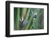 Bird of Paradise-Anna Miller-Framed Photographic Print