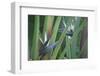 Bird of Paradise-Anna Miller-Framed Photographic Print