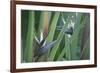 Bird of Paradise-Anna Miller-Framed Photographic Print