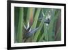 Bird of Paradise-Anna Miller-Framed Photographic Print